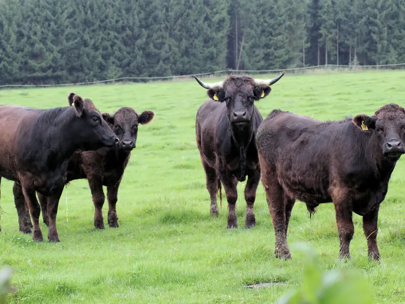 Biohof Silbernagl in Moorenweis / OT Eismerszell