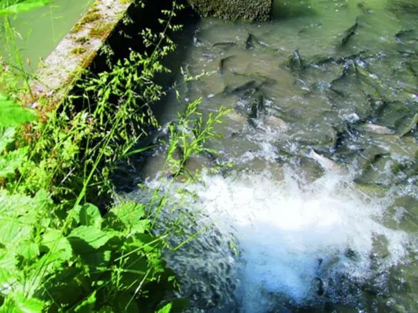 Fischzucht Resch in der Stanggass