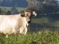 Martin Wiedemann-Bajohr und Christine Bajohr in Sibratshofen