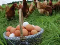 Freilandeier Prechtl in Schönram Freilandeier Prechtl in Schönram