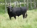 Havel-Wagyu in Havelberg OT Kuhlhausen Havel-Wagyu in Havelberg OT Kuhlhausen