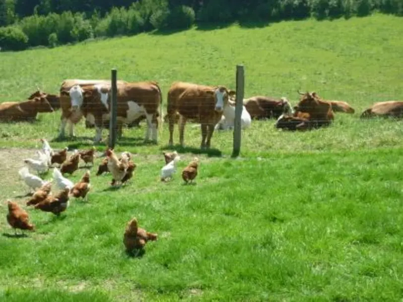 Biohof Ohrndorf in Freudenberg