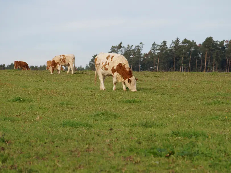 Hof Kraft in Rohr