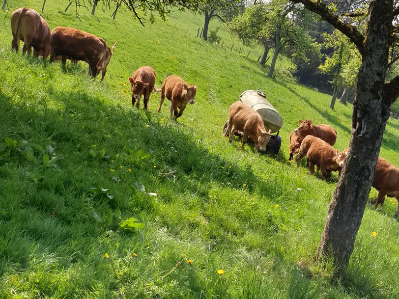 Musall Agrar GbR in Etzbach-Heckenhof