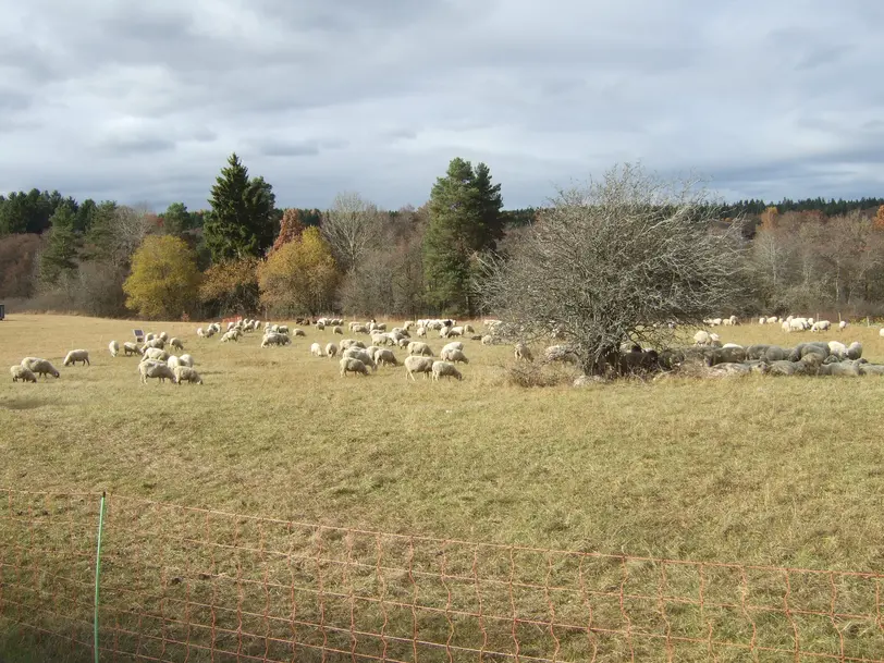 Imkerei Auer in Villingen-Schwenningen