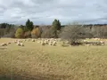 Imkerei Auer in Villingen-Schwenningen Imkerei Auer in Villingen-Schwenningen