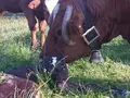 Milchtankstelle beim Strobl in Holzkirchen