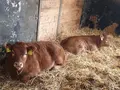 Pfälzer Weiderind in Gundersweiler Pfälzer Weiderind in Gundersweiler