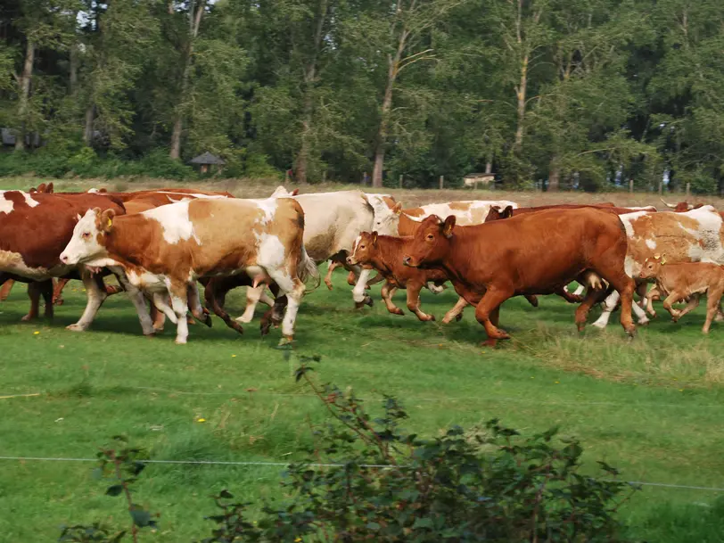 Bauernhof Westendorff in Rankwitz OT Warthe / Insel Usedom