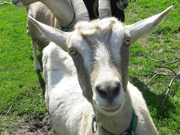 Kleine Farm Rickelrath - Ziegenmilchkäserei und mehr...