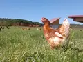 Altmühltaler Wiesen Ei in Dittenheim Altmühltaler Wiesen Ei in Dittenheim