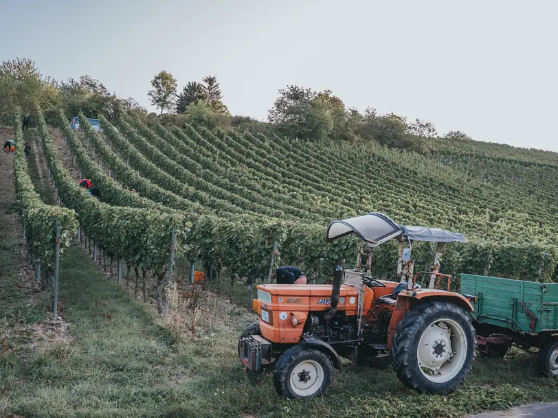 Weingut Max Markert in Eibelstadt