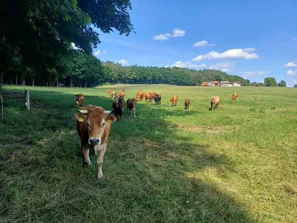 Gruber von Grub, Forst- und Landwirtschaft