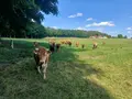 Gruber von Grub, Forst- und Landwirtschaft in Rechtmehring