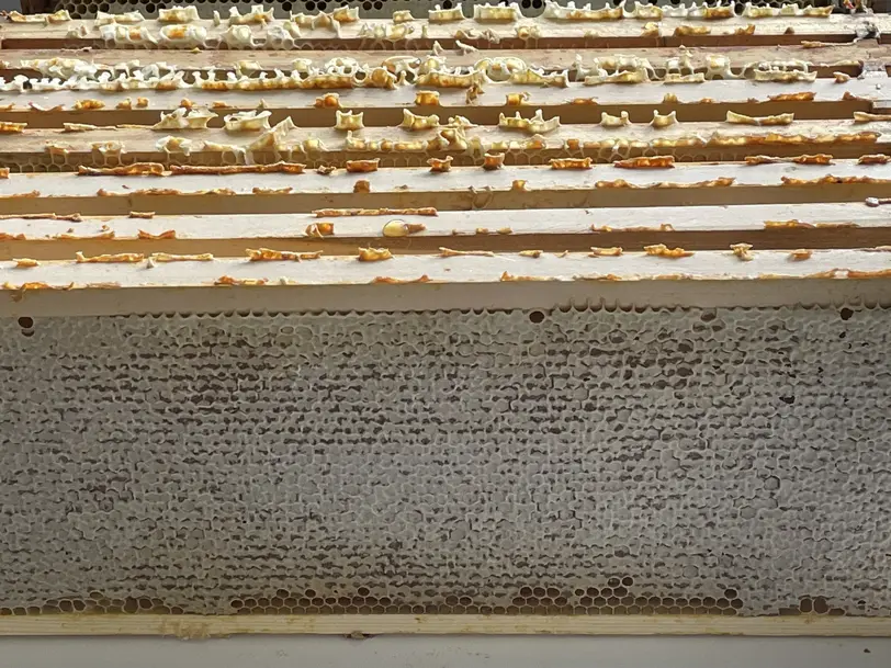Imkerei und Honig Piotrowski 🍯 in Wendelstein