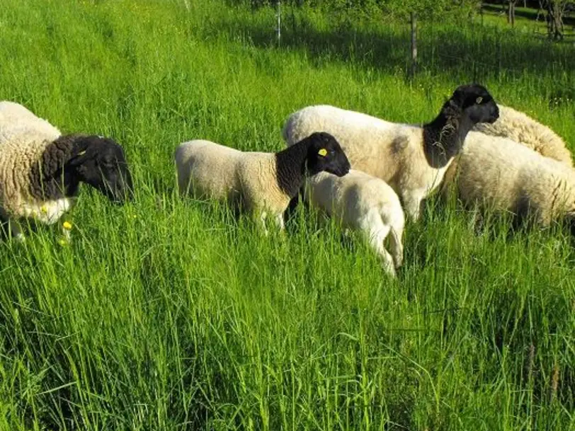 Burenziegenzucht in St. Wendel-Bubach