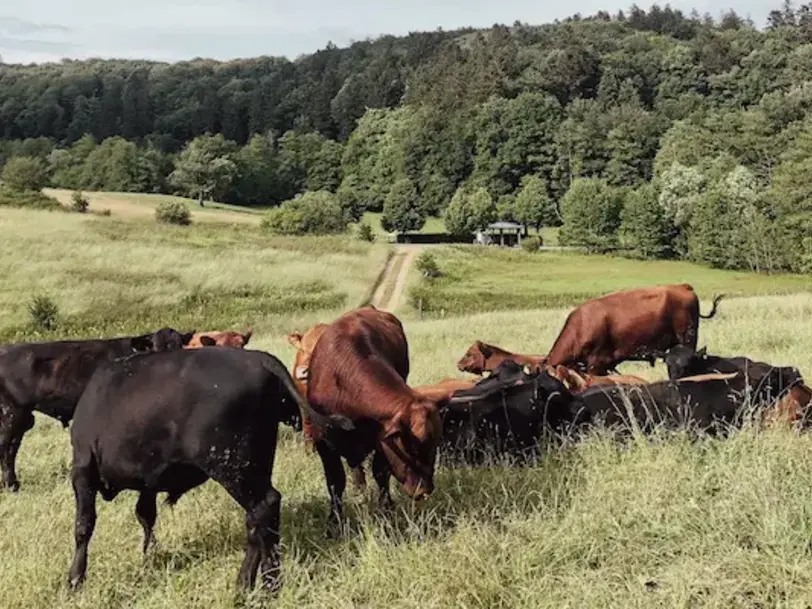 Vulkan Angus Hof - Online Hofladen in Duppach - Landkreis Vulkaneifel