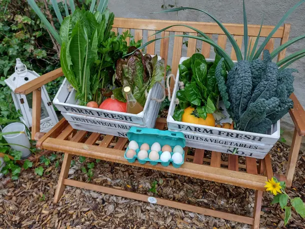 Mondmühle - Regenerative Landwirtschaft - Open Source Gartenbau