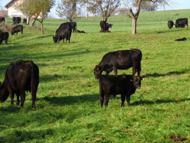 Angus Hofladen Herbst in Mogersdorf Burgenland