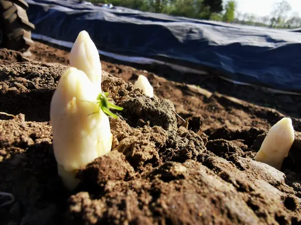 Spargel- und Erdbeerhof Geers