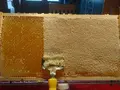 Lämmerglück in Rankwitz / OT Krienke