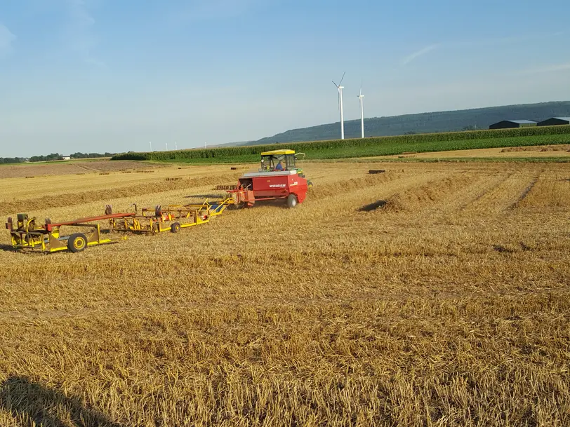 Regionale Landwirtschaft Kollmann in Titz