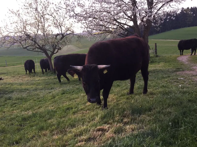 Heller Wagyu-Weide in Wurmannsquick