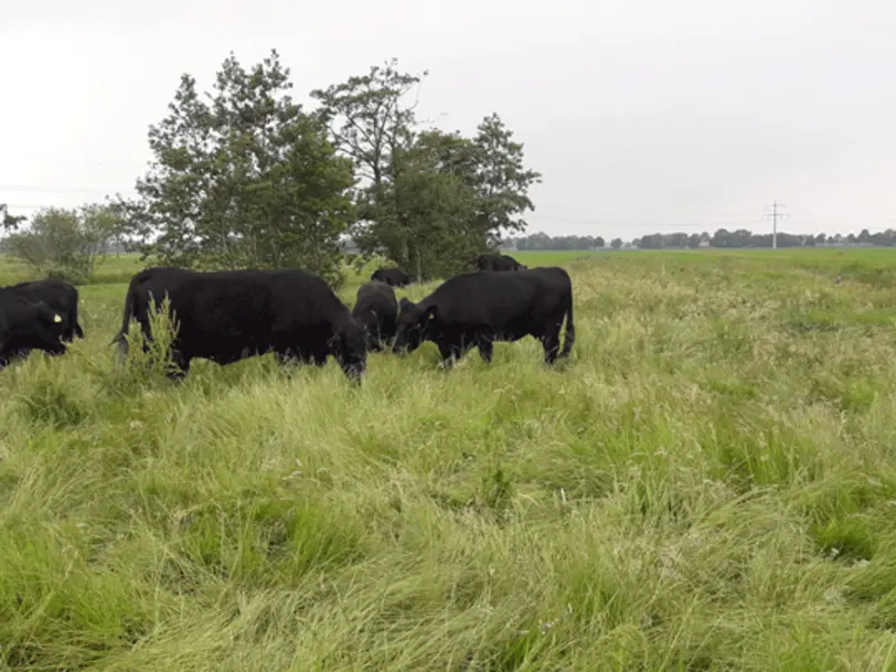 De Moorklei Hoff in Wingst