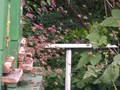 Imkerei - Honigverkauf / Bienenvölker in Rastede Imkerei - Honigverkauf / Bienenvölker in Rastede