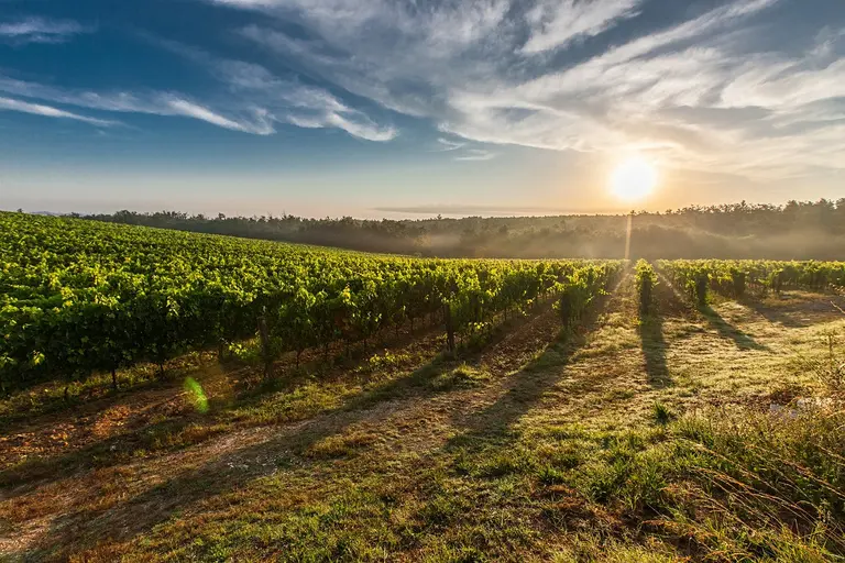 Ferien auf dem Weingut mit Weinprobe