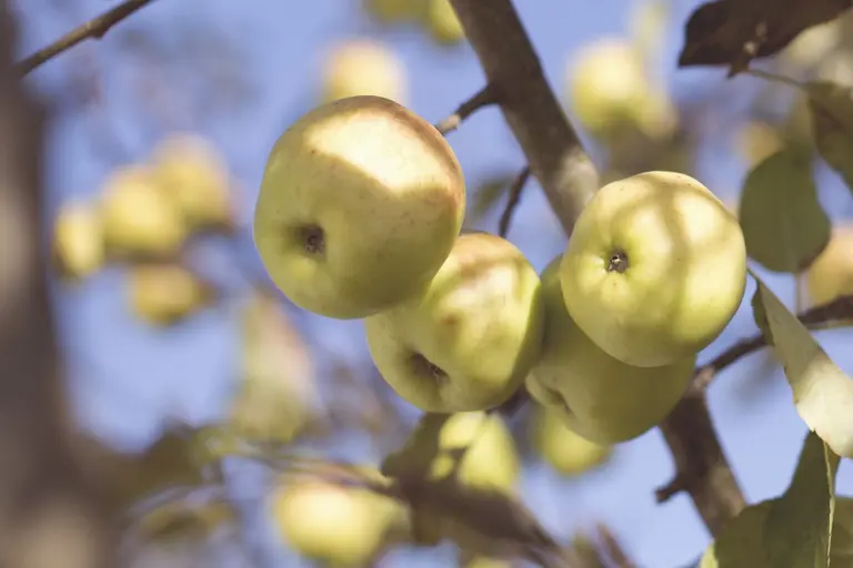 Äpfel frisch gepflückt vom Landwirt, auch Bio.