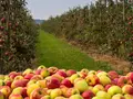 Selbstpflückanlage der Raiffeisen Agil Leese eG in Leese Selbstpflückanlage der Raiffeisen Agil Leese eG in Leese