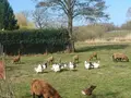 Lämmerglück in Rankwitz / OT Krienke
