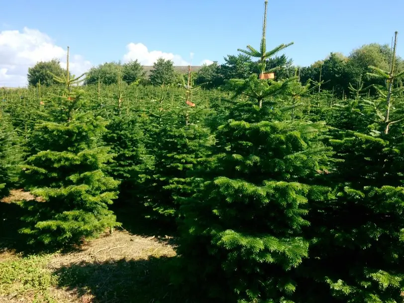 Weihnachtsbäume Meßthaler in Wolframs-Eschenbach