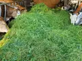 Metzgerei und Landwirtschaft Volz in Biebesheim Metzgerei und Landwirtschaft Volz in Biebesheim