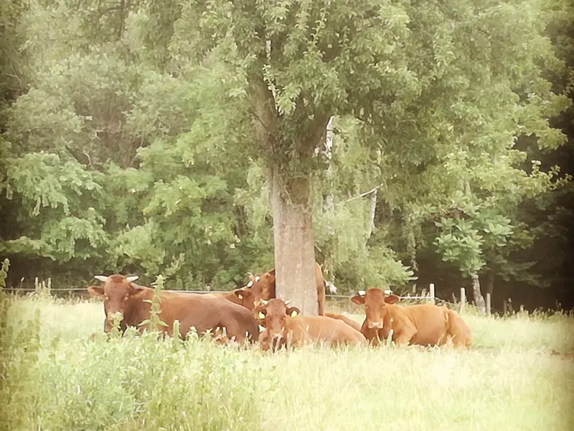 Kyffhäuserweidefleisch in Kyffhäuserland