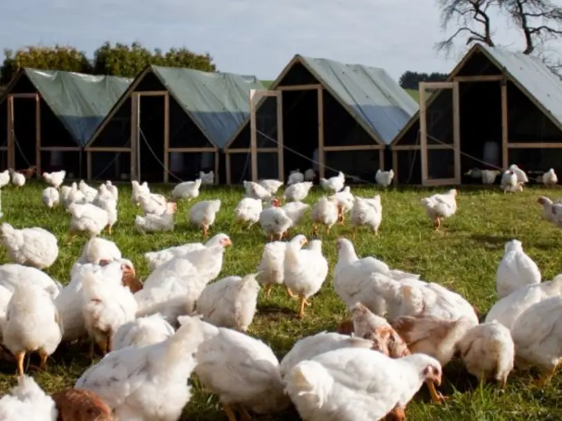 Schickermooser Weidehähnchen in Sundern-Stemel