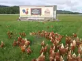 Altmühltaler Wiesen Ei in Dittenheim Altmühltaler Wiesen Ei in Dittenheim