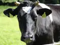 Hof Stüwe in Lemgo Hof Stüwe in Lemgo