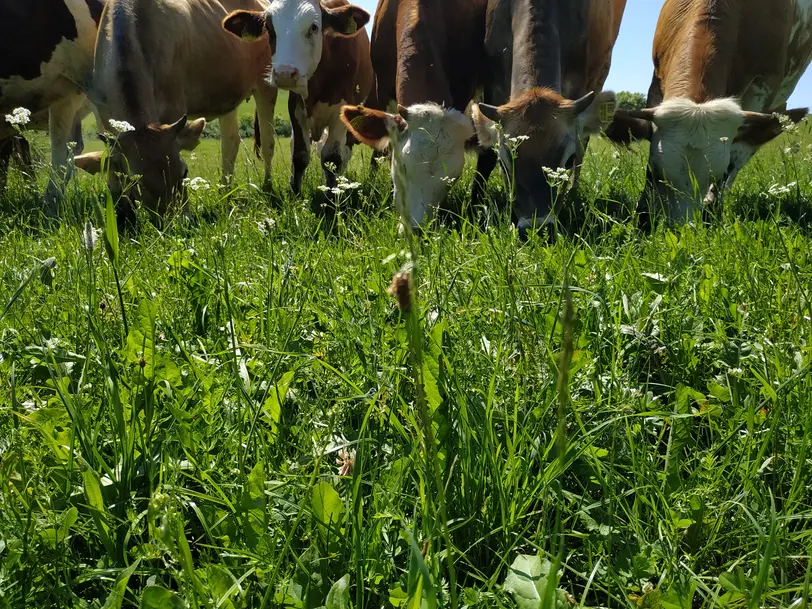 Biohof Dauner in Gerstetten