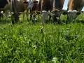 Biohof Dauner in Gerstetten Biohof Dauner in Gerstetten