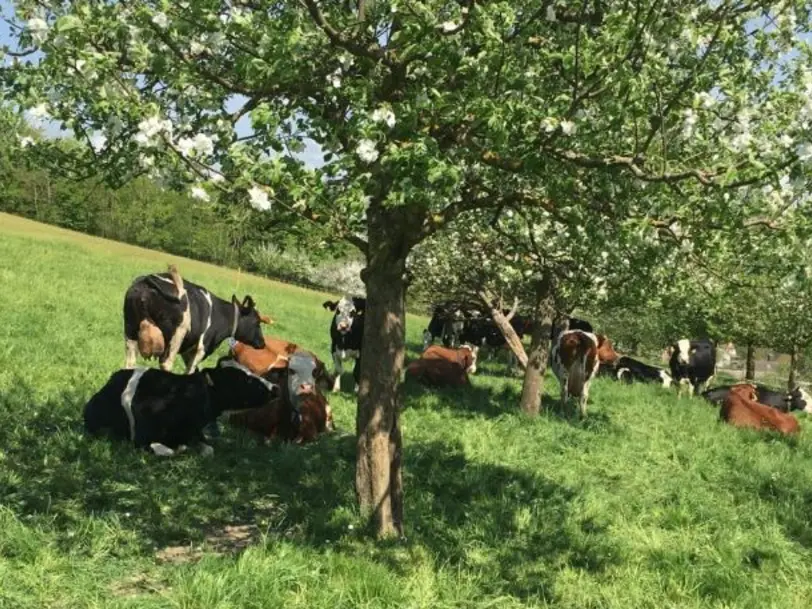 Ruhbauernhof in Kirchzarten / Ortsteil Dietenbach