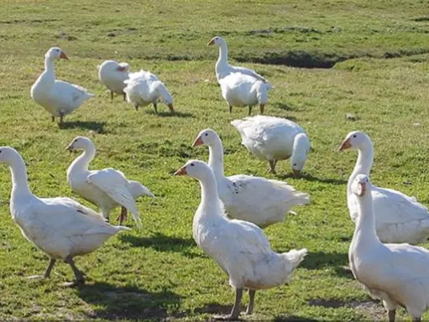 Gänsehof Sylt - Kai Petersen