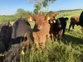 Heimatgenuss in Beverungen Heimatgenuss in Beverungen