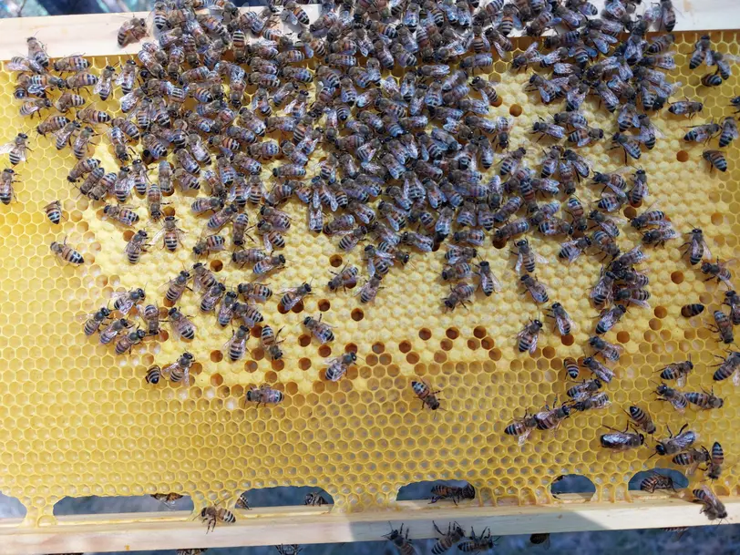 Honigstand  in Trebbin