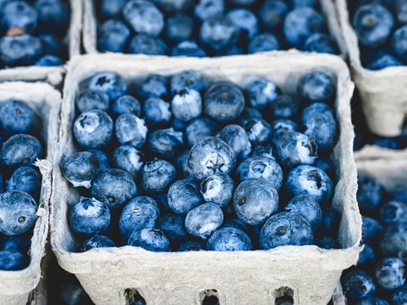 Heidelbeeren aus eigenem Anbau F. Böttcher in Wittingen