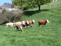 Unser Bauernhof-Genuss in Nidderau Unser Bauernhof-Genuss in Nidderau