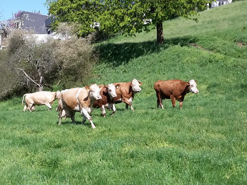 Unser Bauernhof-Genuss in Nidderau
