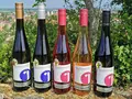 Weingut Rheinterrassenhof in Guntersblum Weingut Rheinterrassenhof in Guntersblum