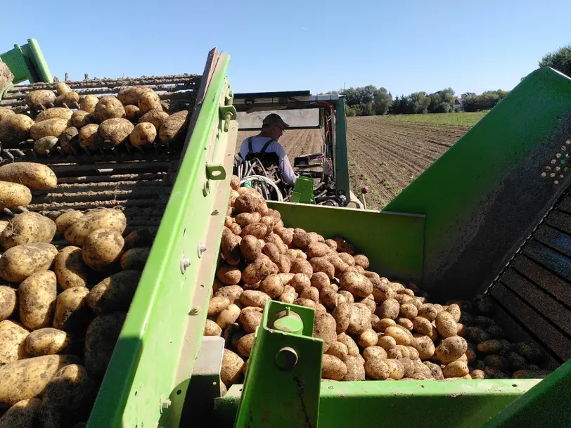 Biokartoffeln Mühlbauer in Künzing